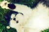 Nous avons Été Complètement Tort à Propos de Comment les Chats Obtiennent Leur en Noir-et-Blanc Taches