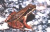 These Frogs Do Awkward Dance Numbers to Find a Mate