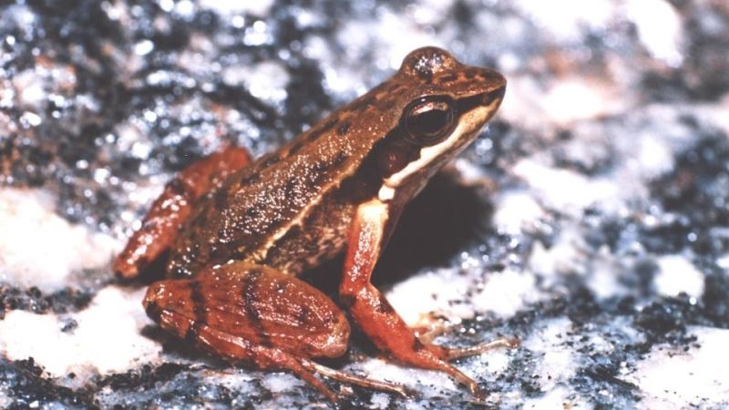 These Frogs Do Awkward Dance Numbers to Find a Mate