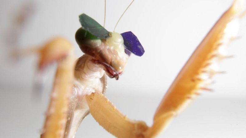 Scientists Gave Praying Mantises Tiny 3D Glasses to Prove They Have 3D Vision