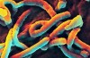 Diese Wissenschaftler Haben einen Plan, um die Ebola-Forschung günstiger