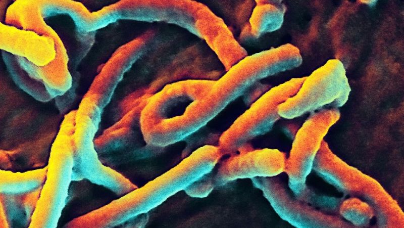 These Scientists Have a Plan to Make Ebola Research More Affordable