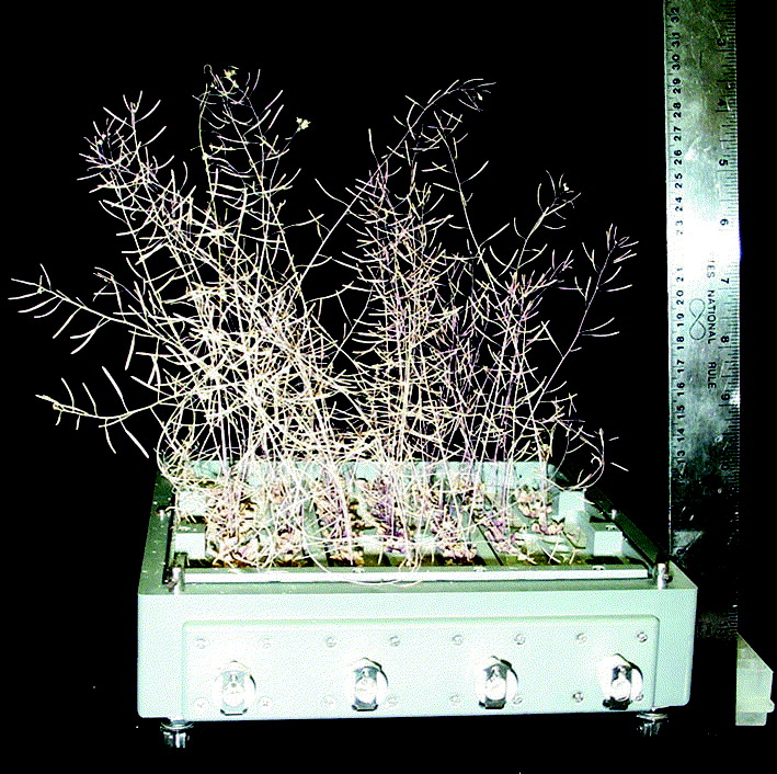 The First Space Flower Bloomed Decades Ago, Not This Week