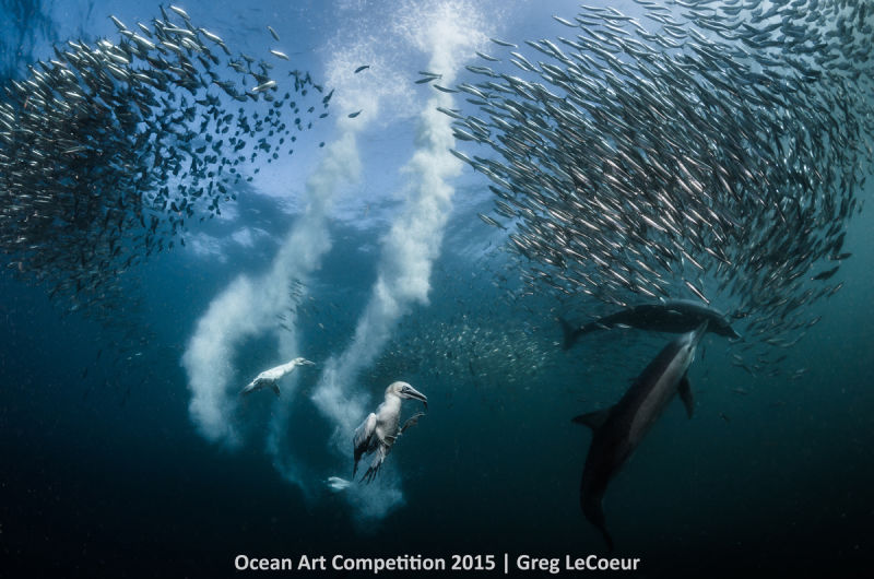 Ocean Art Photography Winners Show the Alien Beauty of Life Underwater
