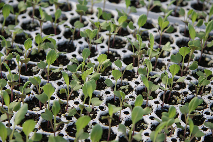 Image titled Seedling flower plants in greenhouse