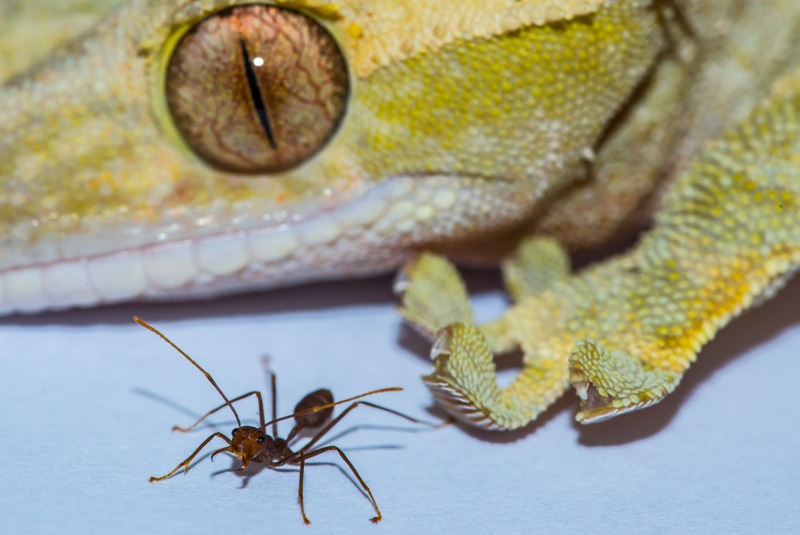Sorry, Spiderman: Geckos Are Largest Animals That Can Stick to Walls