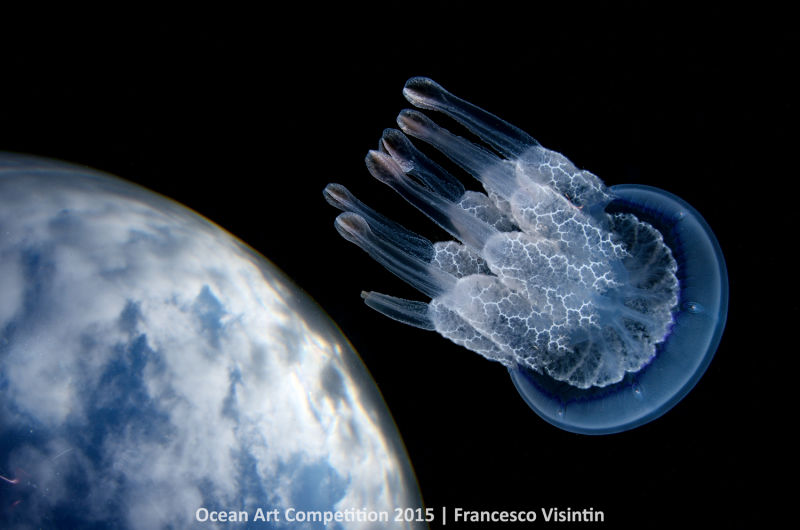 Ocean Art Photography Winners Show the Alien Beauty of Life Underwater