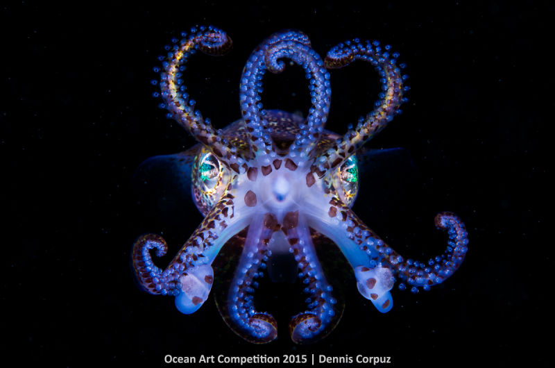 Ocean Art Photography Winners Show the Alien Beauty of Life Underwater