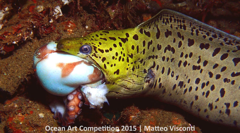 Ocean Art Photography Winners Show the Alien Beauty of Life Underwater