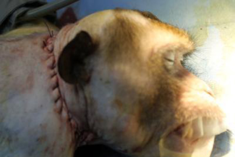 Scientists Claim to Perform Head Transplant on Monkey, Experts Say Prove It