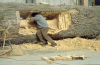 Giuseppe Penone’s Hidden Life Within Shows Off A Tree Within A Tree