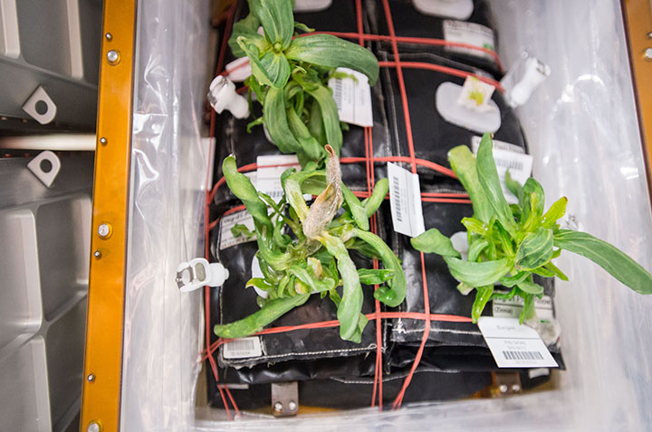 Astronauts Almost Killed Their First Flowers