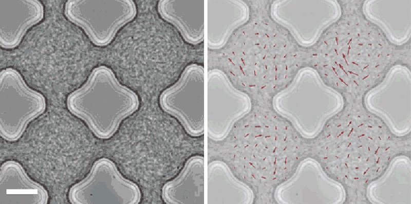 Look at These Bacteria Moving Like Electrons Around an Atom