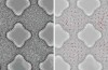 Schauen Sie sich Diese Bakterien Bewegen sich Wie Elektronen Um ein Atom