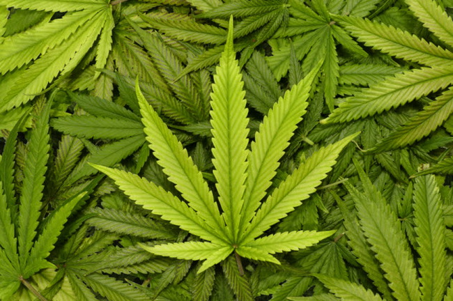 1-marijuana
