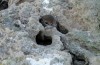 Diabolical Falcons Trap Living Birds in Rocks For Future Meals