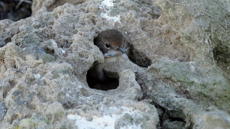 Diabolical Falcons Trap Living Birds in Rocks For Future Meals