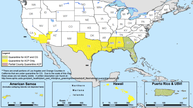 Something Is Killing Off America's Orange Supply