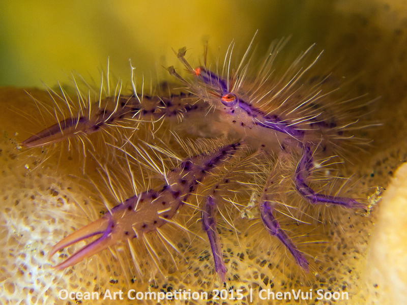 Ocean Art Photography Winners Show the Alien Beauty of Life Underwater