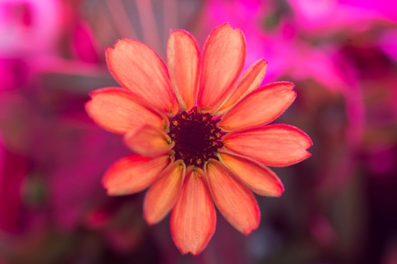 The First Space Flower Bloomed Decades Ago, Not This Week