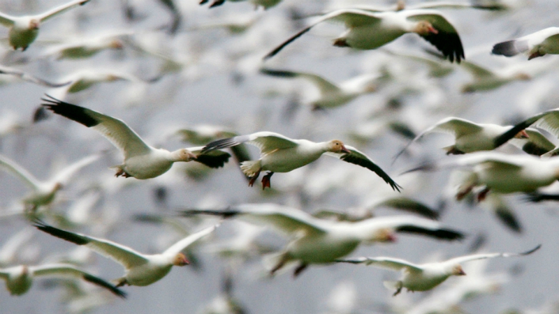 Watch a Mesmerizing Map of 118 Bird Species Migrating Throughout the Western Hemisphere