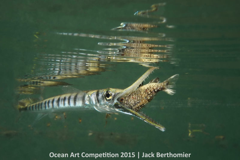 Ocean Art Photography Winners Show the Alien Beauty of Life Underwater