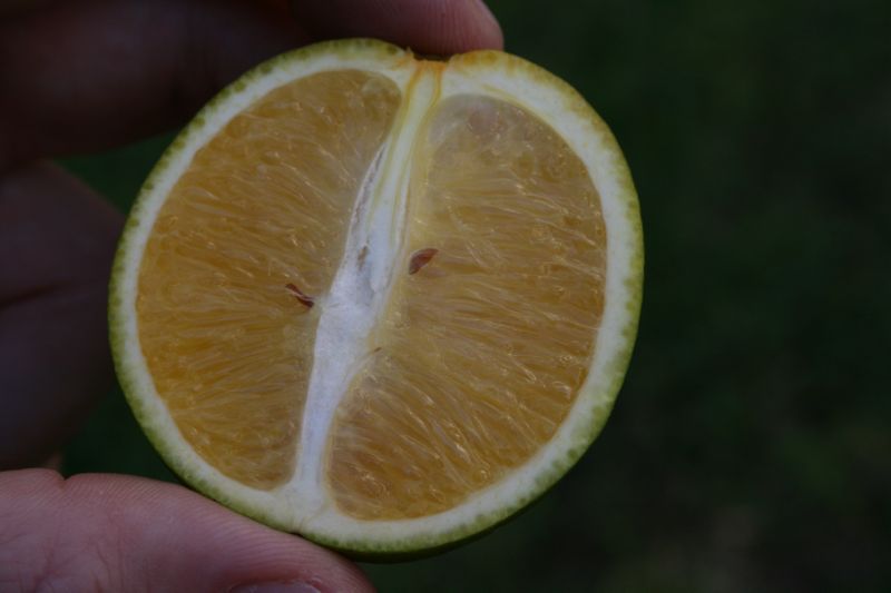 Something Is Killing Off America's Orange Supply