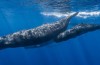 Baleines mortes ne cesse de se Laver sur Cette Île néerlandaise