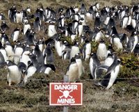 Gentoo pignuïns op de Falklandeilanden 