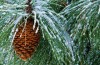 #biology | Useful if the Christmas pine scent?