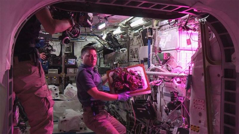 The First Space Flower Bloomed Decades Ago, Not This Week