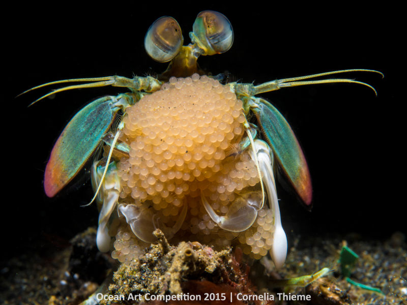 Ocean Art Photography Winners Show the Alien Beauty of Life Underwater
