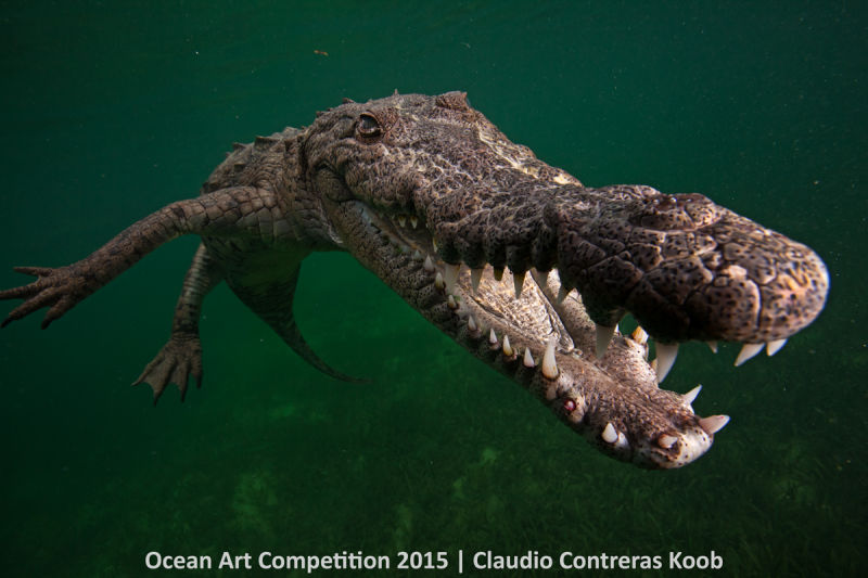 Ocean Art Photography Winners Show the Alien Beauty of Life Underwater