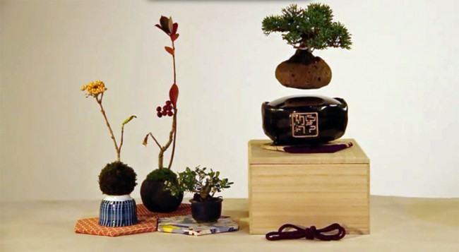 bonsai