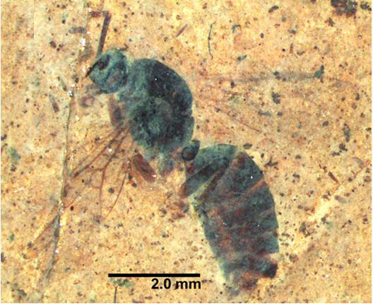 A Fossilized Ancient Ant Queen Emerges From a 46-Million-Year-Old Rock