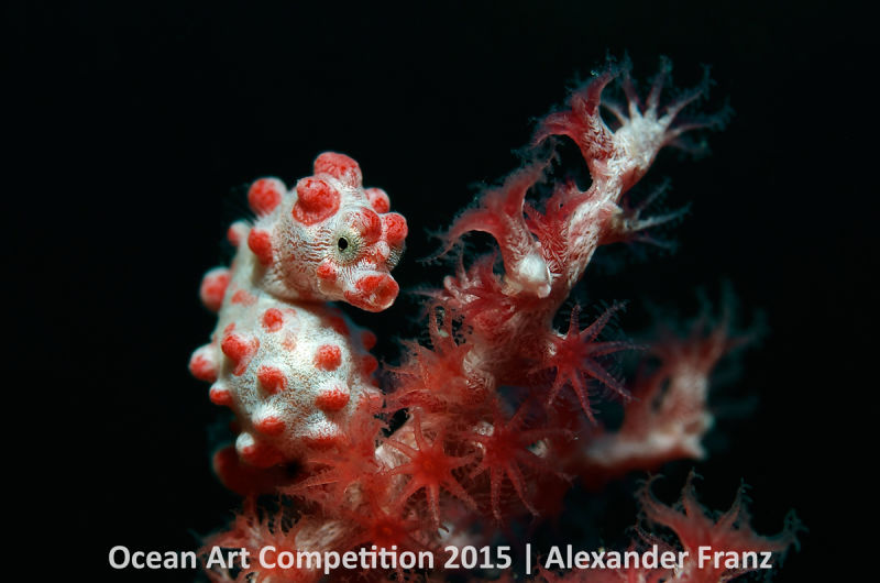 Ocean Art Photography Winners Show the Alien Beauty of Life Underwater