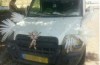 Israeliër decorates car with dead chicken