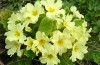 Hvordan å Velge Blomster for en vinterhage: 3 Trinn