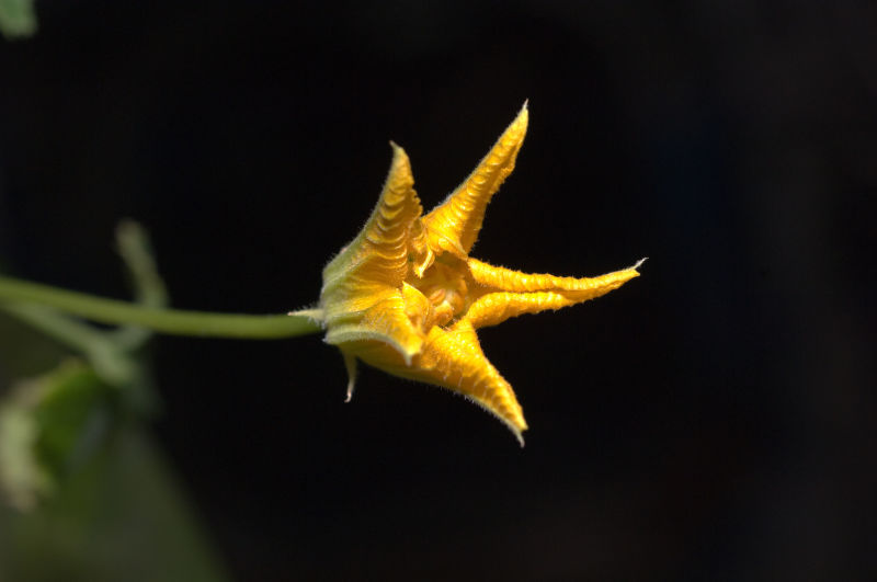 The First Space Flower Bloomed Decades Ago, Not This Week
