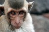 Gli scienziati Affermano di Eseguire il Trapianto di Testa di Scimmia, gli Esperti Dicono che lo Dimostrano