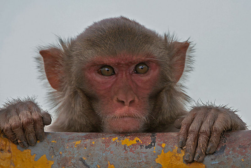 Ethicists Voice Concerns Over Creation of Humanized ‘Autistic’ Monkeys