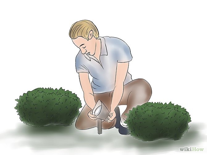 Image titled Accent Trees With Outdoor Lighting Step 2