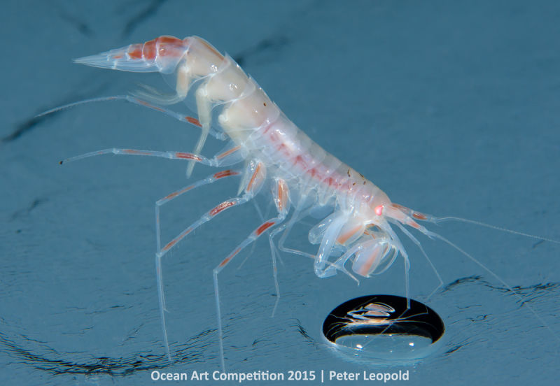 Ocean Art Photography Winners Show the Alien Beauty of Life Underwater