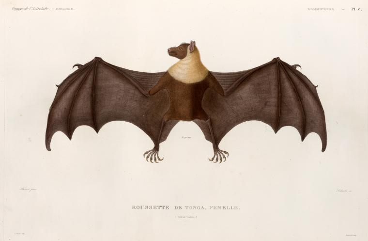 The New York Public Library Just Uploaded Over 187,000 Free Images For All To Use