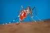Hawaii Department of Health Reports Erste Fall Von Zika-Virus In Den USA