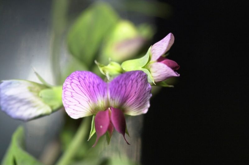 The First Space Flower Bloomed Decades Ago, Not This Week