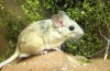 Study Shows That Climate Change Makes Animals More Susceptible to Toxins