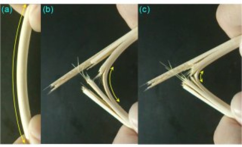 Why Bamboo Chopsticks Sound Like an Earthquake When They Break