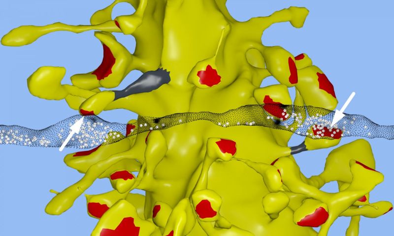Our Brains Can Store 10 Times More Information Than We Thought