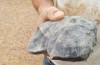 Geologists Found a Rock That’s ‘Older Than Earth’ in the Australian Outback